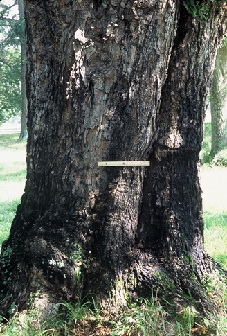 {Acer barbatum}